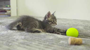 Kauçuk topla yatakta oynayan gri bir kedi yavrusunun yakın çekimi.