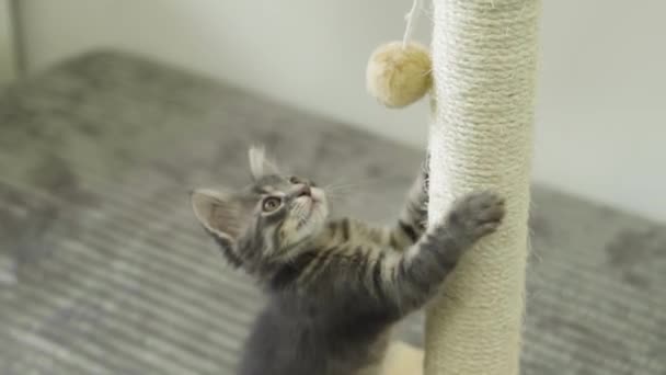 一只灰色的小猫爬到玩具后面的抓子上 一个响尾蛇球 掉了一个玩具 小猫从抓子上爬了下来 — 图库视频影像