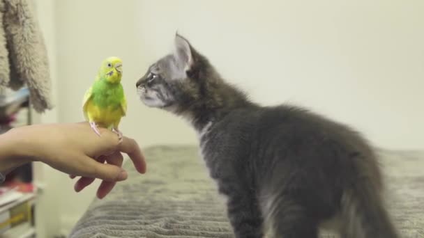 Žlutý Vlnitý Papoušek Sedí Levé Ruce Ženy Vedle Stojí Šedé — Stock video