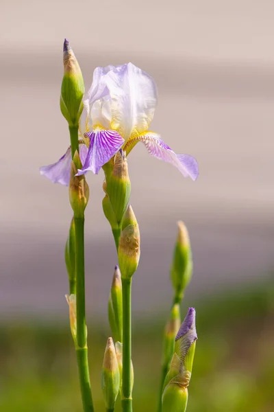 Printemps Fleur Iris Blanc Dans Lit Fleurs Ville Gros Plan Image En Vente