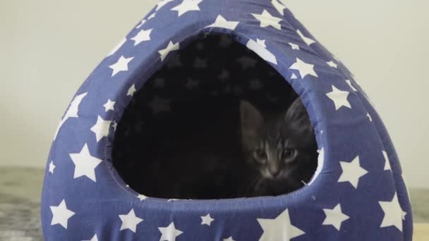 一只灰色的缅因州小猫咪带着白星从蓝色的纺织品房子里出来 别出声 — 图库视频影像