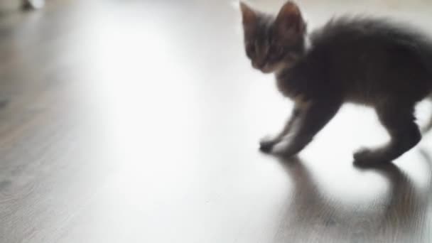 灰色のメインコーン子猫は床の後ろに立って離れて 怖がって ジャンプアップし 面白いです側面 ない音に離れて実行されます — ストック動画
