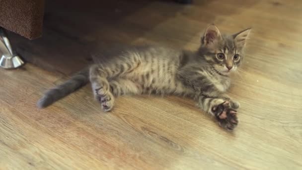 Gris Maine Coon Gatito Acostado Descansando Suelo Salta Abruptamente Escapa — Vídeos de Stock