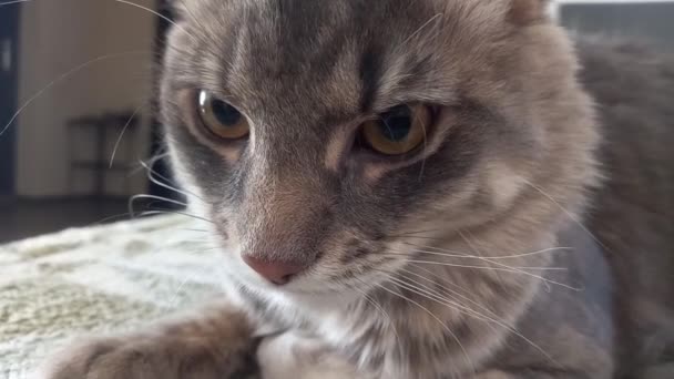 Close Van Muilkorf Van Een Slaperig Grijs Maine Coon Kitten — Stockvideo