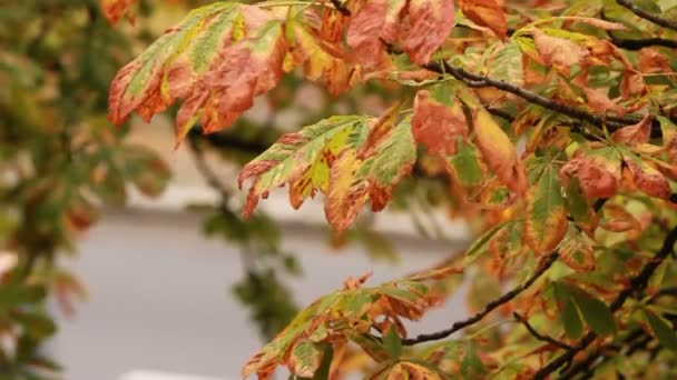 Las hojas de castaño en el día lluvioso . — Vídeo de stock