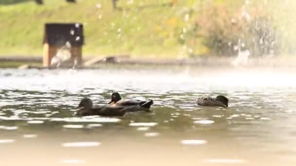 Kachny na jezeře . — Stock video