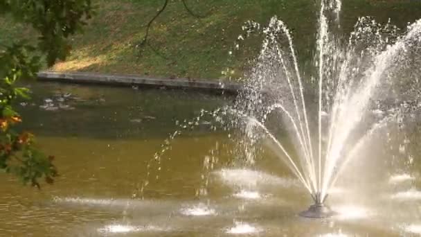 Fontanna na jeziorze z kaczki. Mezhyhiria. — Wideo stockowe