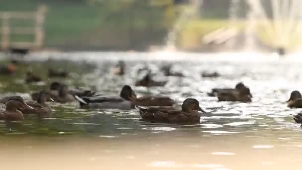 Patos en el lago . — Vídeo de stock