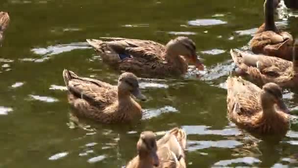 Eenden op het meer . — Stockvideo