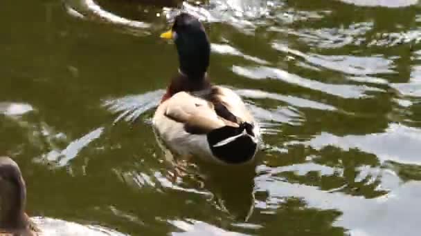 Patos en el lago . — Vídeos de Stock