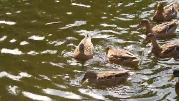 Patos no lago . — Vídeo de Stock