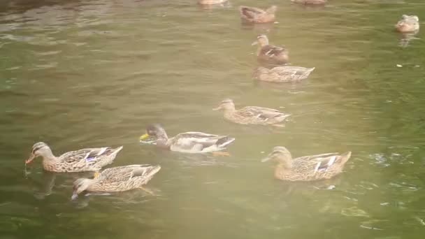 Patos no lago ao sol . — Vídeo de Stock