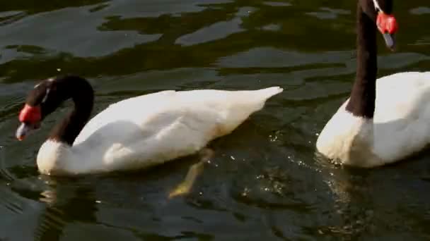 Cygnus melanocoryphus no lago. Mezhyhiria . — Vídeo de Stock