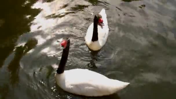 Лебедь меланокориф на озере. Межигорье . — стоковое видео