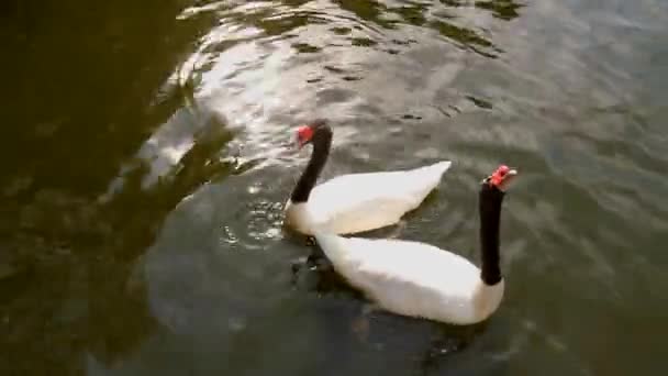 Cygnus melanocoryphus en el lago. Mezhyhiria . — Vídeo de stock