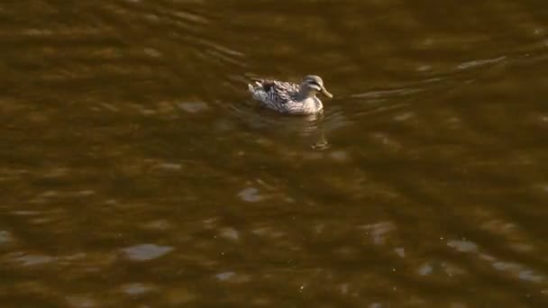 Pato en el lago . — Vídeos de Stock