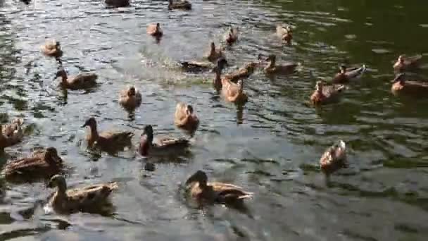 Enten auf dem See. mezhyhiria. — Stockvideo