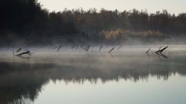 Tree Trunks Lake Foggy Autumn Morning — 图库视频影像