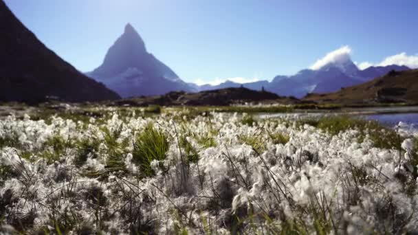 Wollgras Riffelsee Mit Blick Auf Das Berühmte Matterhorn — Stockvideo