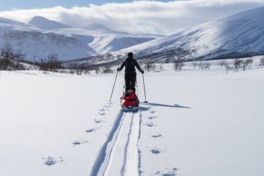 İsveç 'in başkenti Sarek' te kızaklı (pulka) kros kayakçısı. İsveç.