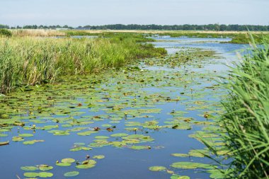 Hollanda, Drenthe 'de bir doğa bölgesinde küçük bir dere..