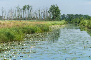 Hollanda, Drenthe 'de bir doğa bölgesinde küçük bir dere..