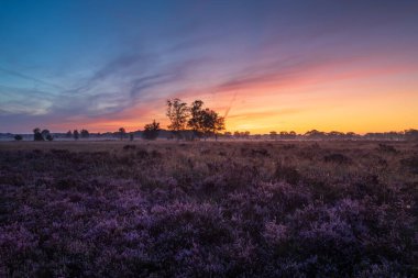 Çiçekli fundalarla Hollanda fundalığının üzerinde renkli bir gün doğumu. Drenthe, Hollanda.