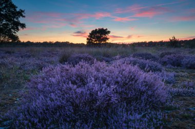 Çiçekli fundalarla Hollanda fundalığının üzerinde renkli bir gün doğumu. Drenthe, Hollanda.