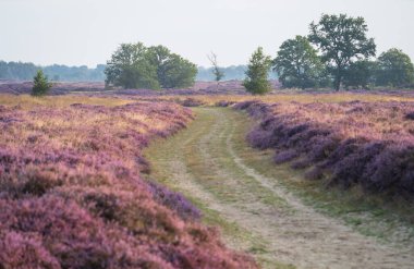 Çiçek açan fundalarla Hollanda fundalığının yolu. Drenthe, Hollanda.