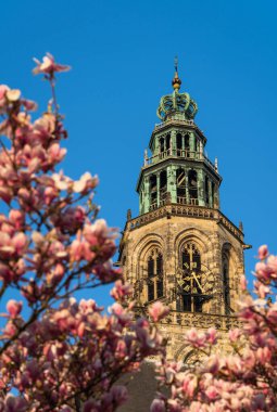 The Martinitoren in the city of Groningen, with flowers in a tree on a sunny, spring day. Groningen, Holland.