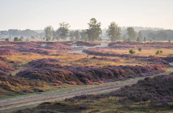 Çiçekli fundalarla Hollanda fundalığının üzerinde renkli bir gün doğumu. Drenthe, Hollanda.