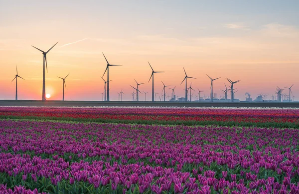 Поле Тюльпанов Ветряных Турбин Время Восхода Солнца Голландской Сельской Местности — стоковое фото