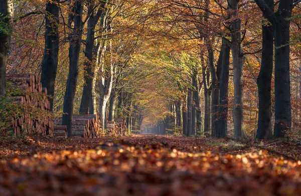 Ein Alter Weg Wald Einem Schönen Herbstmorgen — Stockfoto