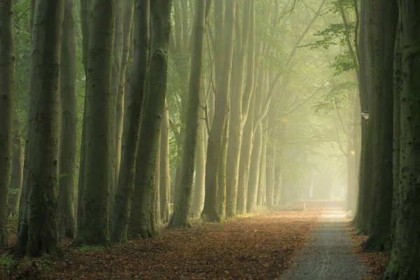 Erken sonbaharda sisli bir sabah sırasında ağaçların Lane.