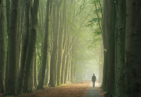 Ember Egyedül Sétál Fák Ködös Sávjában Egy Szép Őszi Napfelkeltekor — Stock Fotó