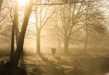 Ormandaki dağ sığırları sisli bir gündoğumunda.