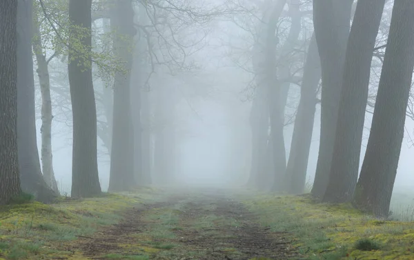 Bir adam yemek bahçesinde yürüyordu, bahar sabahı..