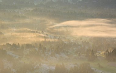 Ormanda sisli bir yaz gündoğumu sırasında.