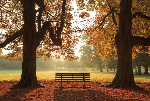 Parc de la Tete d 'Or, Lyon, Fransa' da güzel bir sonbahar sabahı bankta ve ağaçlarda.