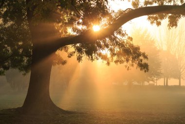 Sonbahar gündoğumu sırasında sisli bir parkta ağaçların arasından parlayan güneş ışınları..