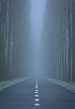 Sonbaharın sonlarında soğuk ve sisli bir sabahta ağaçlardan oluşan bir şerit. Sığ Savunma Bakanlığı..