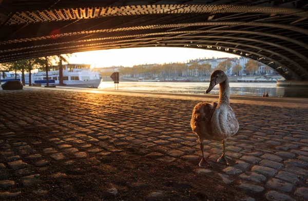 Cisne Jovem Sob Uma Ponte Lyon Dia Ensolarado Outono Foco — Fotografia de Stock