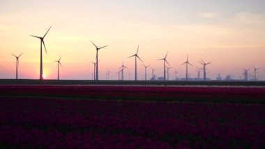 Field of tulips and wind turbines in the distance during sunrise in the Dutch countryside. 