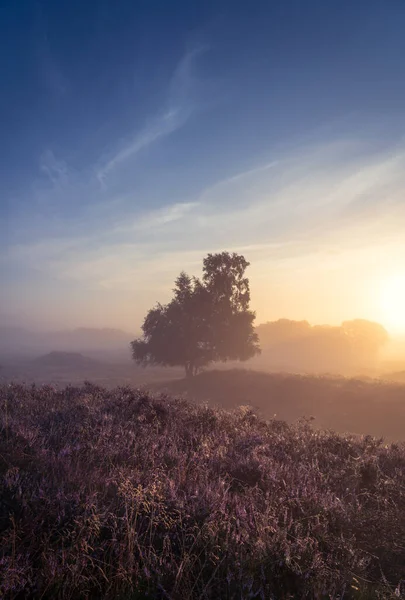 Çiçekli fundalarla Hollanda fundalığı üzerinde sisli bir gün doğumu. Drente, Hollanda.