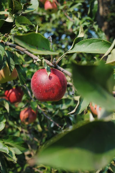 Manzana roja en el árbol — Foto de Stock