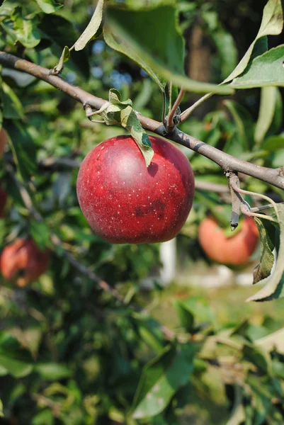 Красное яблоко на дереве — стоковое фото