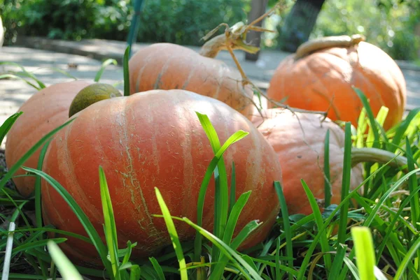 Pumkins. — Fotografia de Stock