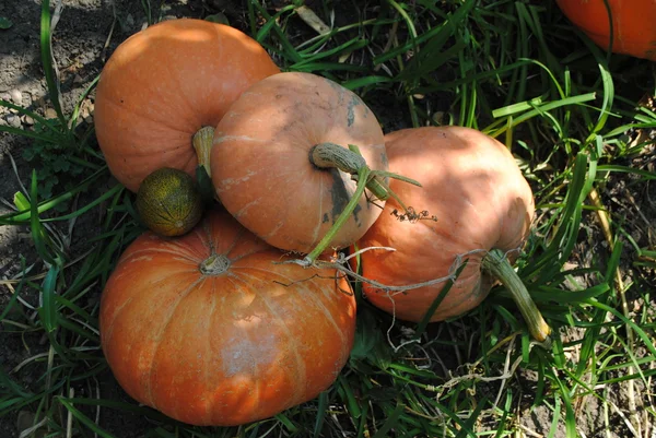 Calabazas —  Fotos de Stock