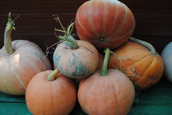 Calabazas — Foto de Stock