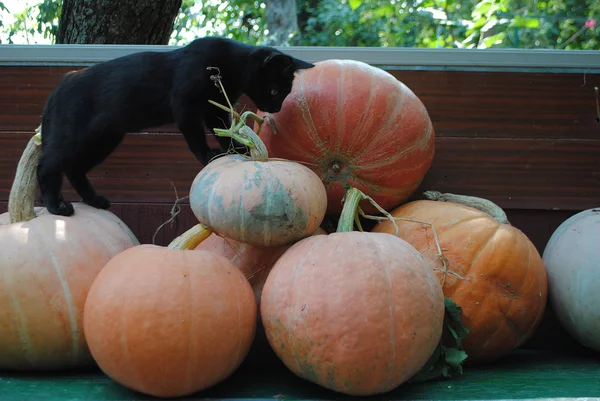 Calabazas — Foto de Stock